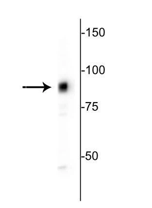 Anti-MARCKS Antibody - Image 2