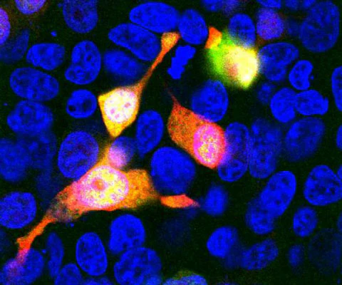 Anti-mCherry Antibody