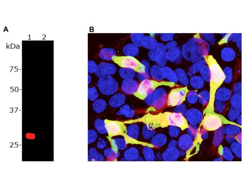 Anti-mCherry Antibody