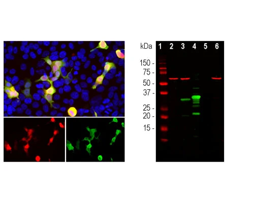 Anti-mCherry Antibody - Image 2