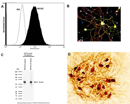 Anti-mCherry Antibody