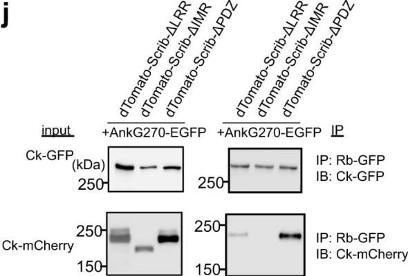 Anti-mCherry Antibody - Image 10
