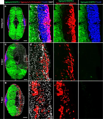 Anti-mCherry Antibody - Image 5