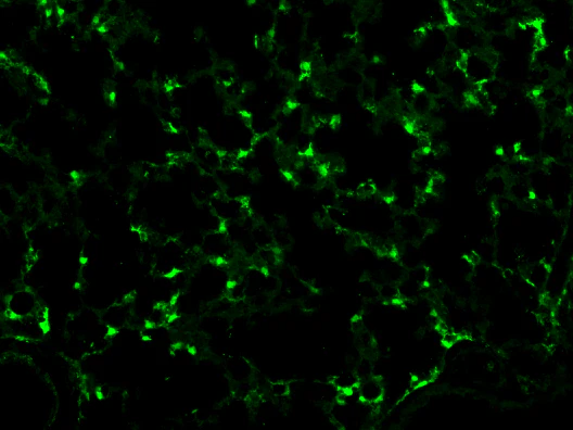 Anti-mCherry Antibody - Image 8
