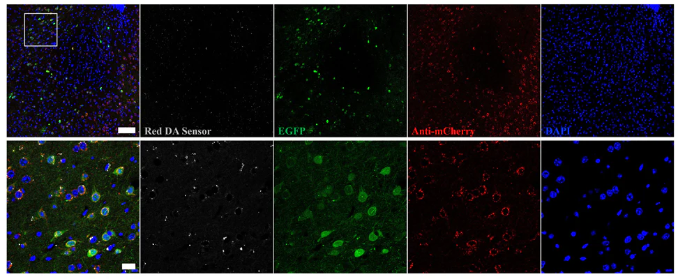 Anti-mCherry Antibody - Image 9