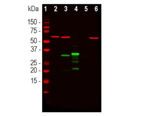 Anti-mCherry Antibody - Image 2