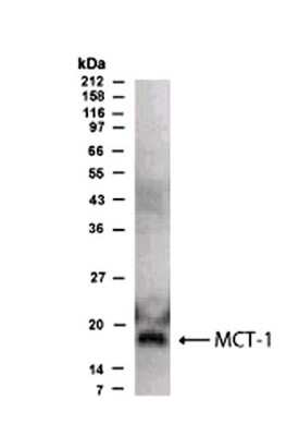 Anti-MCT1 Antibody