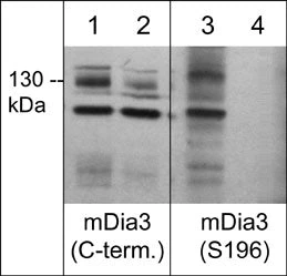 Anti-mDia3 (C-terminus) Antibody
