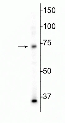 Anti-MeCP2 Antibody - Image 2
