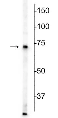 Anti-MeCP2 Antibody - Image 2