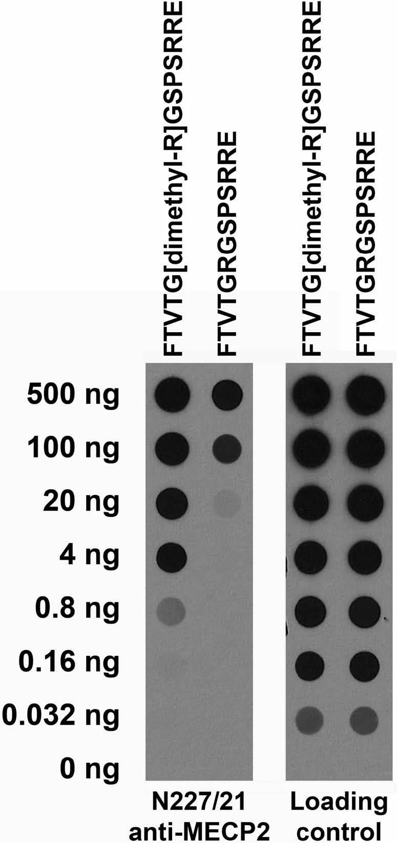 Anti-MECP2 Antibody - Image 2