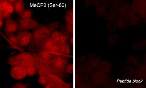 Anti-MeCP2 (Ser-80), Phosphospecific Antibody - Image 2
