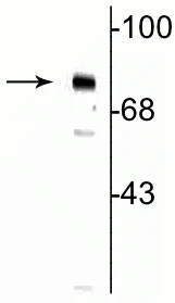 Anti-MeCP2 (Ser80) Antibody
