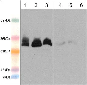 Anti-Memo (N-terminal region) Antibody