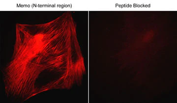 Anti-Memo (N-terminal region) Antibody - Image 2