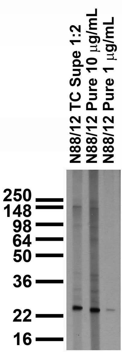 Anti-MESD Antibody - Image 2