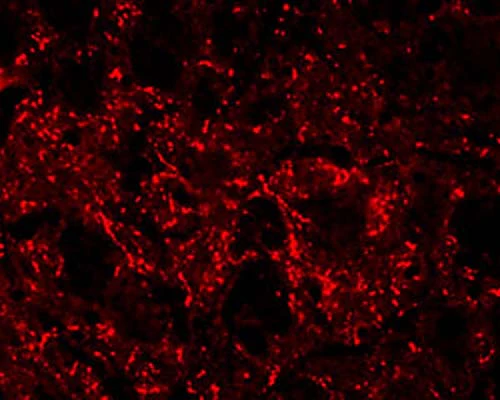 Anti-Met-Enkephalin Antibody