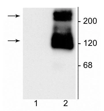 Anti-Metabotropic Glutamate Receptor 1a Antibody