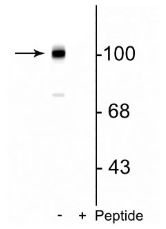 Anti-Metabotropic Glutamate Receptor 7 (Ser862) Antibody