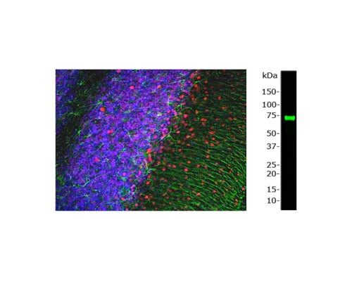 Anti-Methyl-CpG binding protein 2 (MeCP2) Antibody