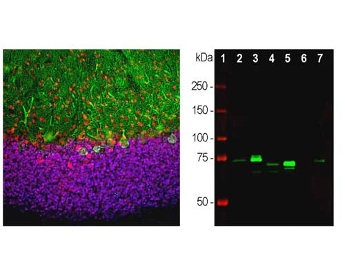 Anti-Methyl-CpG- binding protein 2 (MeCP2) Antibody - Image 2