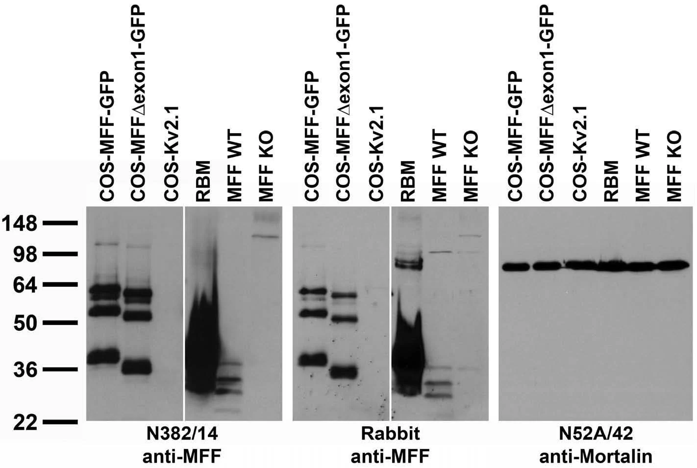 Anti-MFF Antibody - Image 2