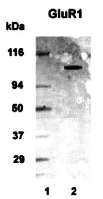Anti-mGluR1 Antibody - Image 4