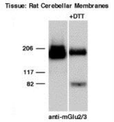 Anti-mGluR2/3 Antibody