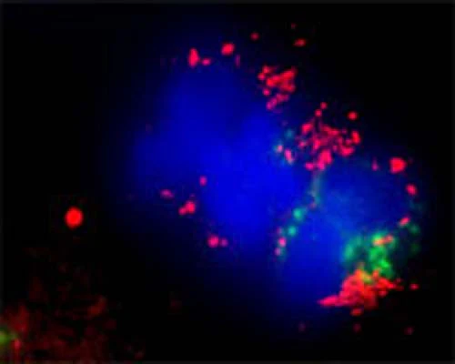 Anti-MAP1LC3C Antibody