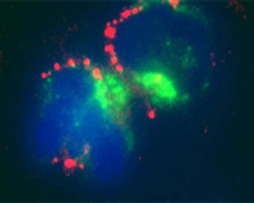 Anti-MAP1LC3C Antibody - Image 2