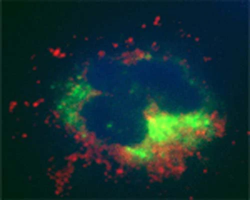 Anti-MAP1LC3C Antibody - Image 3