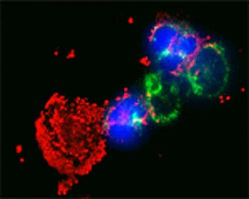 Anti-MAP1LC3C Antibody - Image 4