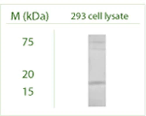 Anti-MAP1LC3C Antibody - Image 5