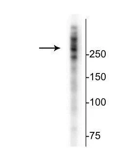 Anti-Microtubule Associated Protein 2 (MAP2) Antibody - Image 2