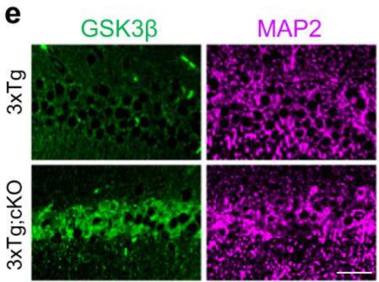 Anti-Microtubule Associated Protein 2 (MAP2) Antibody - Image 4