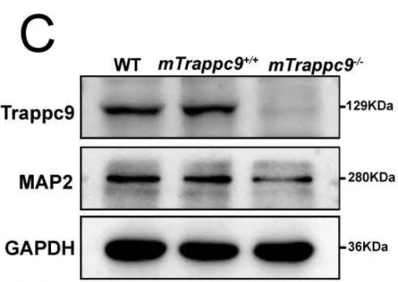 Anti-Microtubule-Associated Protein (MAP2) Antibody - Image 3