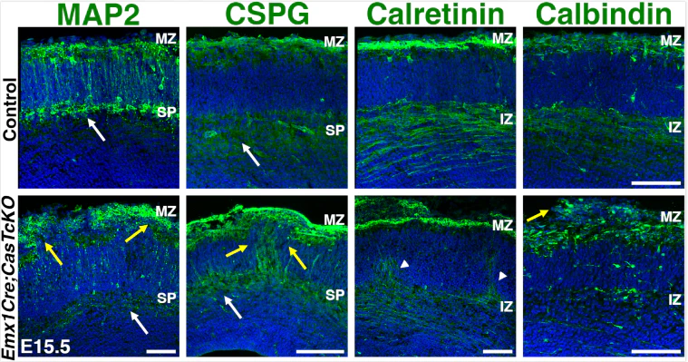 Anti-Microtubule-Associated Protein (MAP2) Antibody - Image 4
