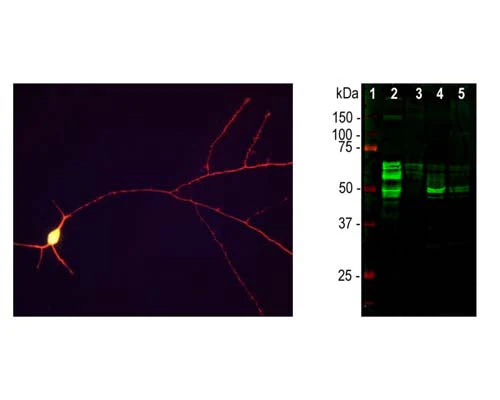 Anti-Microtubule-associated protein tau (MAPT) Antibody - Image 2