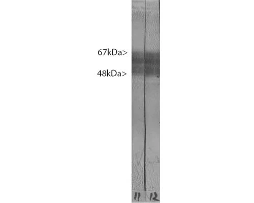 Anti-Microtubule-associated protein tau (MAPT) Antibody