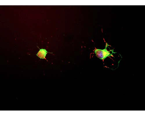 Anti-Microtubule-associated protein tau (MAPT) Antibody - Image 2