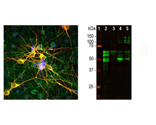 Anti-Microtubule-associated protein tau (MAPT) Antibody - Image 3