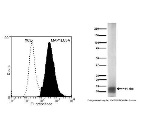 Anti-Microtubule-associated proteins 1A/1B light chain 3A (MAP1LC3A) Antibody