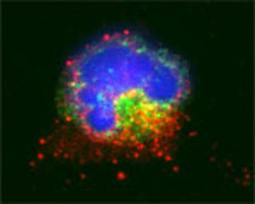 Anti-Microtubule-associated proteins 1A/1B light chain 3A (MAP1LC3A) Antibody