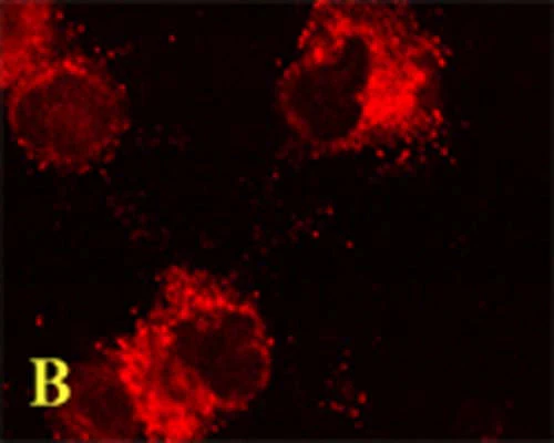 Anti-Microtubule-associated proteins 1A/1B light chain 3A (MAP1LC3A) Antibody - Image 4