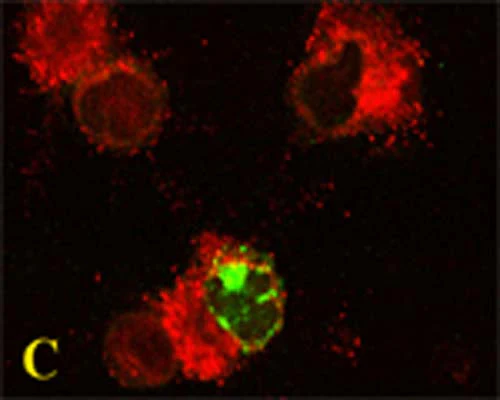 Anti-Microtubule-associated proteins 1A/1B light chain 3A (MAP1LC3A) Antibody - Image 5