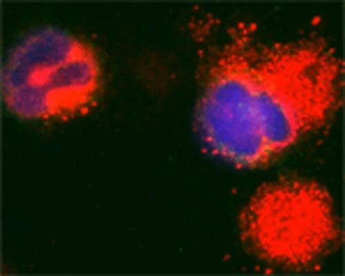 Anti-Microtubule-associated proteins 1A/1B light chain 3A (MAP1LC3A) Antibody - Image 7