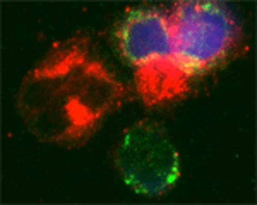 Anti-Microtubule-associated proteins 1A/1B light chain 3A (MAP1LC3A) Antibody - Image 8