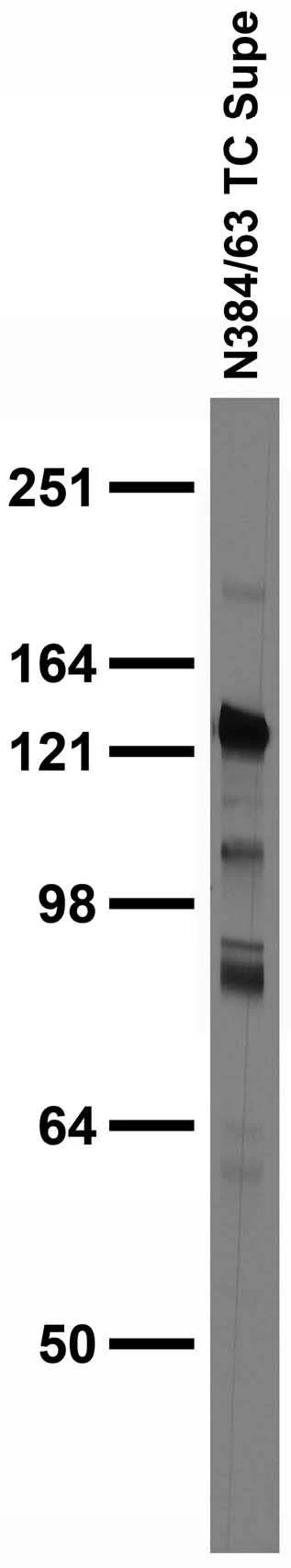 Anti-Miro2 Antibody