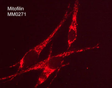 Anti-Mitofilin Antibody - Image 2