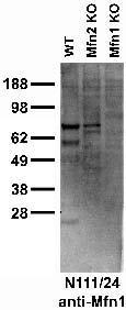 Anti-Mitofusin-1 Antibody